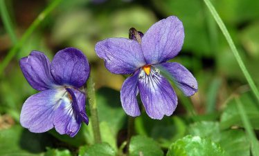 WILD FLOWERS