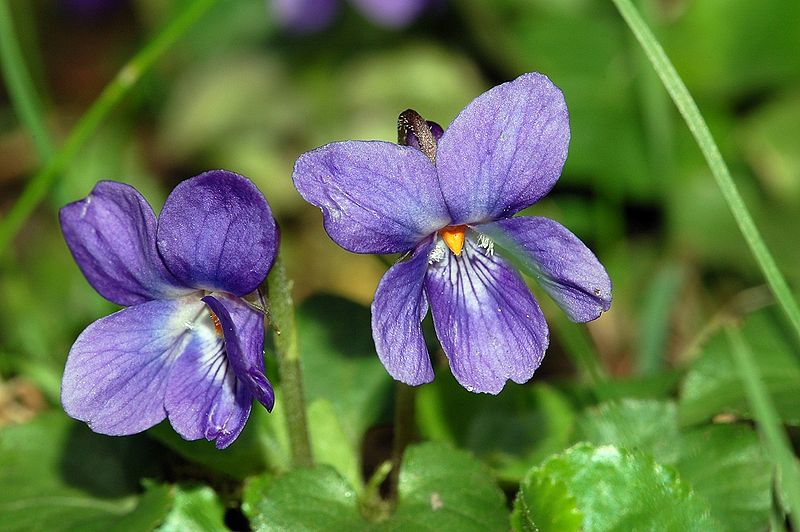 WILD FLOWERS